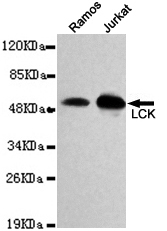 LCK Monoclonal Antibody